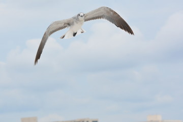 Sarasota Florida Waves and Sea gulls 