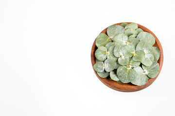 Eucalyptus little boy blue - Fresh and green leaves. Text space