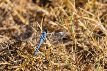 dragonfly on grass