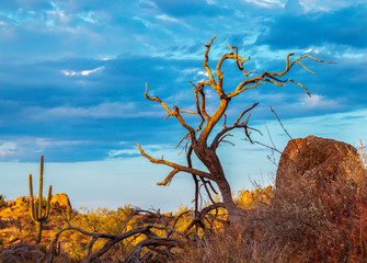 Fototapeta na wymiar Desert Landscape Wth Cactus and dead tree