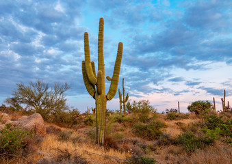 Lone Saguaro Cactus at Dusk