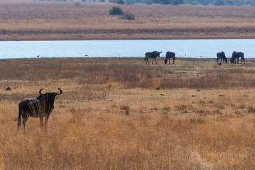 Animals on Safari in South Africa