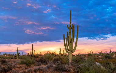 Lone Saguaro Cactus With Vibrant Sunset Skies