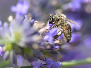 Honey bee on a lavender and collecting polen. Flying honeybee. 
