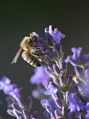 Honey bee on a lavender and collecting polen. Flying honeybee. 