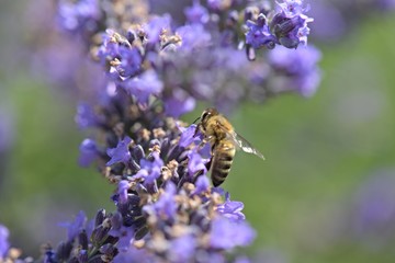 Honey bee on a lavender and collecting polen. Flying honeybee. 