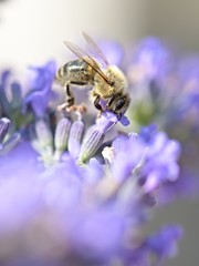 Honey bee on a lavender and collecting polen. Flying honeybee. 