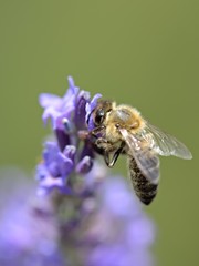Honey bee on a lavender and collecting polen. Flying honeybee. 