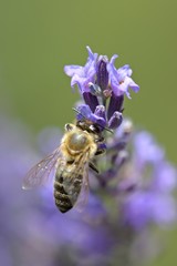 Honey bee on a lavender and collecting polen. Flying honeybee. 