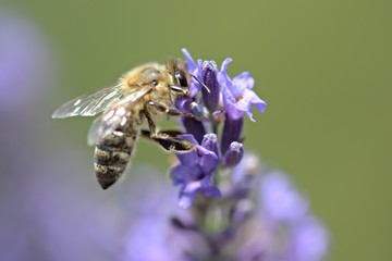 Honey bee on a lavender and collecting polen. Flying honeybee. 
