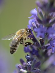 Honey bee on a lavender and collecting polen. Flying honeybee. 