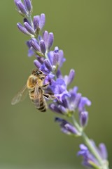 Honey bee on a lavender and collecting polen. Flying honeybee. 