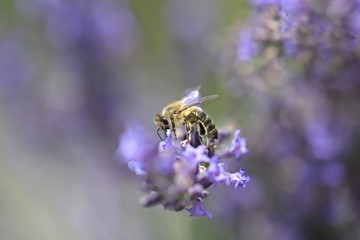 Honey bee on a lavender and collecting polen. Flying honeybee. 