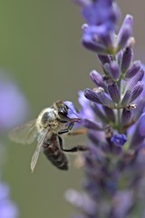 Honey bee on a lavender and collecting polen. Flying honeybee. 