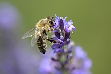 Honey bee on a lavender and collecting polen. Flying honeybee. 