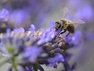 Honey bee on a lavender and collecting polen. Flying honeybee. 