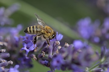 Honey bee on a lavender and collecting polen. Flying honeybee. 