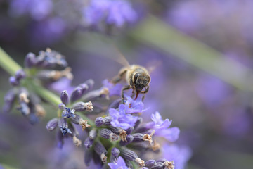 Fototapeta premium Honey bee on a lavender and collecting polen. Flying honeybee. 