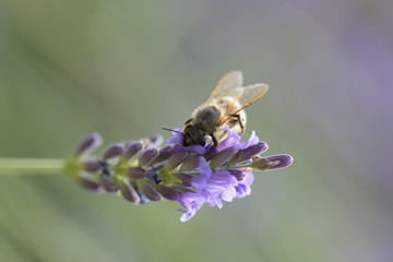 Honey bee on a lavender and collecting polen. Flying honeybee. 