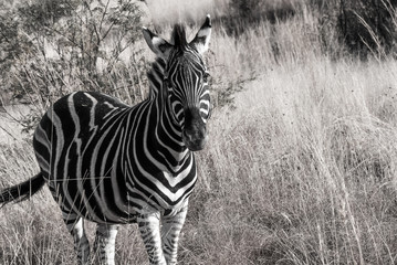 Fototapeta na wymiar Animals on Safari in South Africa