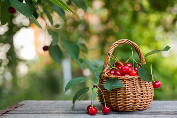 Wicker basket full of red ripe cherry berries on garden wooden table.. Cherries with leaves and cuttings collected from the tree. Harvesting berries in the country and on an industrial scale.