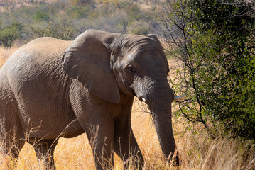 Elephants on Safari in South Africa
