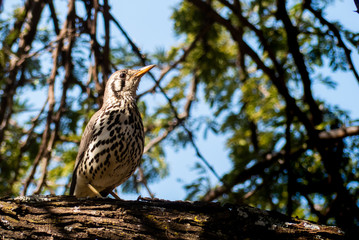 Birds in South Africa Collection