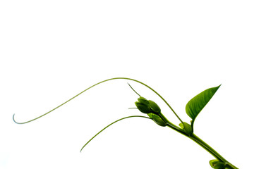 Delicate isolated green leaves and tendrils, decorative floral pattern with pale background.