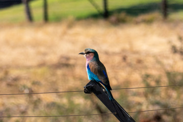Birds in South Africa Collection