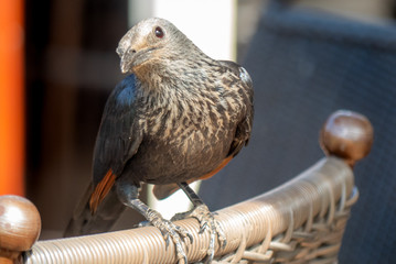 Birds in South Africa Collection