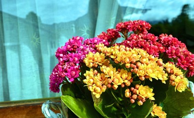 tri-color Kalanchoe flowers on the background of the glass surface close-up