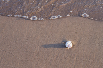 Sea shell on sandy beach. Copy space.