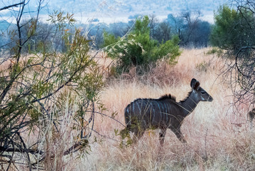Animals on Safari in South Africa