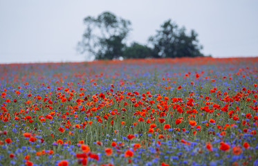 rote Mohnblumen und blaue Kornblumen Fled