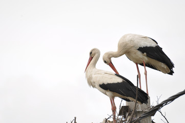 Two adult stork in nest on  concrete pole. Bird with long legs. White stork on cloudy sky