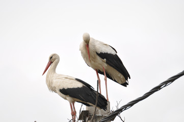 Two adult stork in nest on  concrete pole. Bird with long legs. White stork on cloudy sky