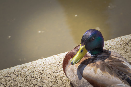 Duck standing peacefully on concrete mixed with gravel tiles overlooking surrounding and enjoying warm sun on warm sunny day