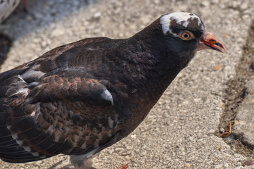 Pigeon standing peacefully on concrete mixed with gravel tiles overlooking surrounding and enjoying warm sun on warm sunny day