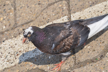 Pigeon standing peacefully on concrete mixed with gravel tiles overlooking surrounding and enjoying warm sun on warm sunny day