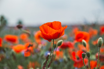 Naklejka premium rote Mohnblumen 2