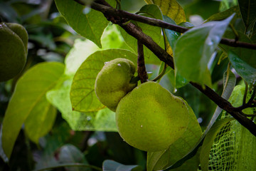 Dillenia indica, commonly known as elephant apple, is a species of Dillenia native to China and tropical Asia.