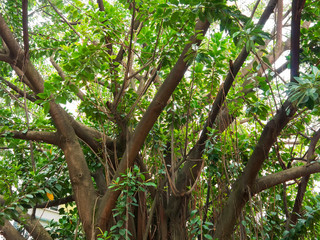 Seringueira IMG_1753