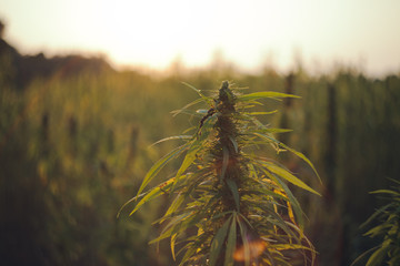 Hanfblühte im Sonnenuntergang