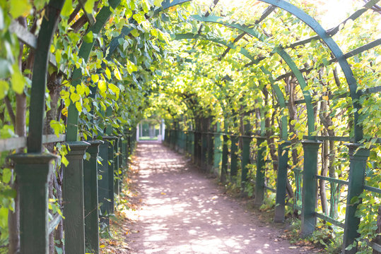 Beautiful berso. Tunnel of plants in Peterhof Park. Arches and pergolas in the garden.