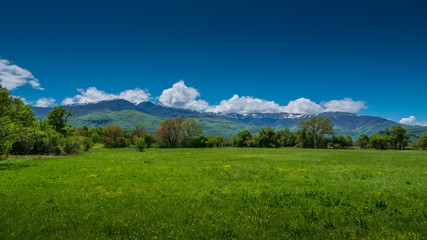 Green meadow in the foreground with bush and trees around, snowy peak mountain range in the bacground, clear blue sky with some clouds