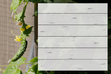 Cucumber plant with lined recipe area