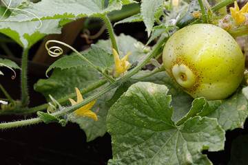 Growing your own food is educational