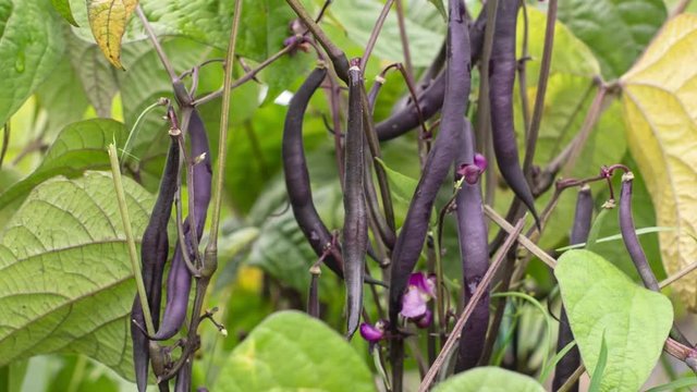 Purple beans in garden closeup, outdoor trucking shot