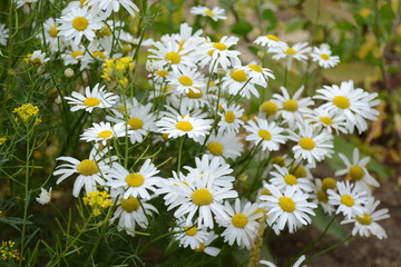 Fototapeta premium Chamomiles with yellow medium and white petals grow on the field. Beautiful delicate flowers.