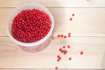 Berries red currants. Sour garden berries. Red bush berries.